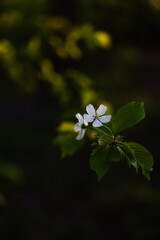 Fototapeta premium spring time