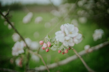 spring time