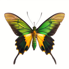 Beautiful green and yellow butterfly isolated on a white background