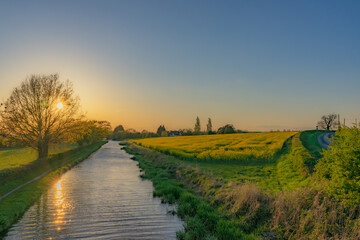 rapeseed landscape