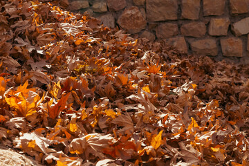 Autumn leaves on the ground next to a stone wall representing the fall season in details.