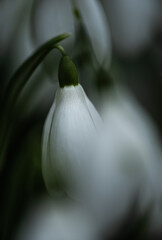 Obraz premium snowdrops