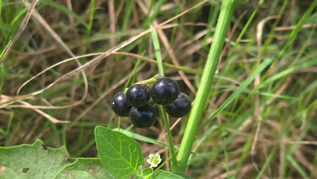 Solanum nigrum or black nightshade berries plant growth in agricultural land 4k footage 