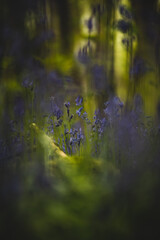 bluebells