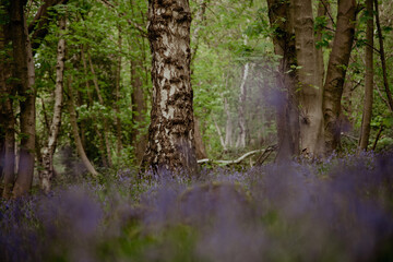 bluebells