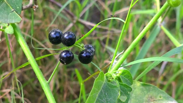 Solanum nigrum or black nightshade berries plant growth in agricultural land 4k footage 