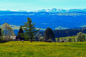 Frühling bei Weiler-Simmerberg im Westallgäu/Bayern 