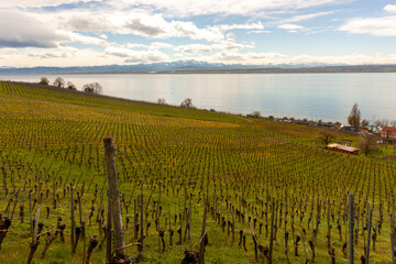 Vineyards on the slopes near Lake Constance at the end of March, Meersburg area