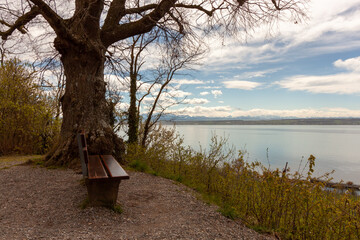 Empty bench under a tree on a slope near Lake Constance at the end of March, Meersburg area