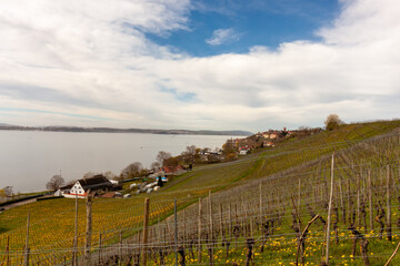 Vineyards on the slopes near Lake Constance at the end of March, Meersburg area