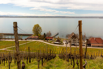 Vineyards on the slopes near Lake Constance at the end of March, Meersburg area