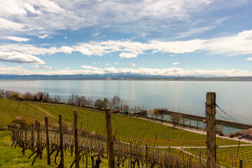 Vineyards on the slopes near Lake Constance at the end of March, Meersburg area
