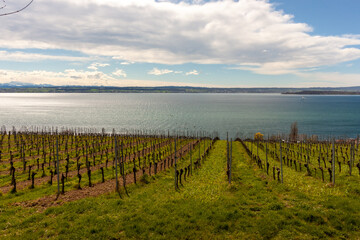 Vineyards on the slopes near Lake Constance at the end of March, Meersburg area