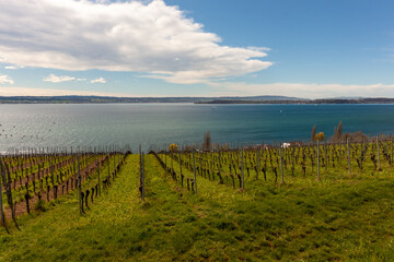 Vineyards on the slopes near Lake Constance at the end of March, Meersburg area