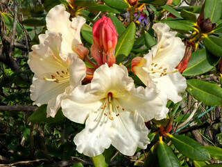 Closeup of white rhododendron flower with a big red bud in a french garden