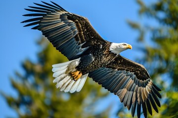 Obraz premium Captivating image of a bald eagle soaring with fully extended wings against a clear blue sky