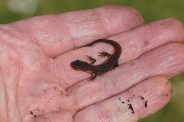 Smooth newt, common newt (Lissotriton vulgaris) in a hand, which is brought to the pond. Family...
