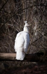 white dove on the tree