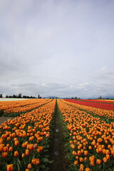 field of tulips in skagit valley
