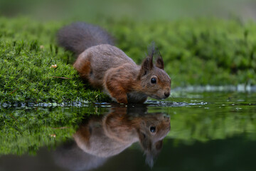 Eurasian red squirrel (Sciurus vulgaris) in the forest of Noord Brabant in the Netherlands.   