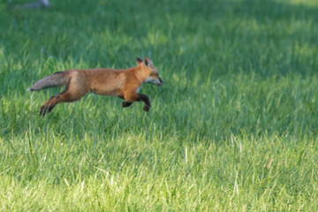 Red Fox Kits
