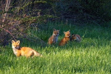 Naklejka premium Red Fox Kits