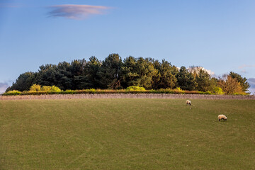 A rural Sussex view of grazing sheep on a sunny evening