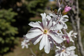 Close up view of white and pale pink star magnolia tree blossoms in spring on a sunny day