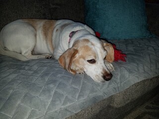 Beagle on the couch
