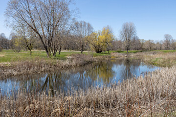 Scenic early spring landscape view of a rustic reflecting pond surrounded by over-wintered grass stalks and trees