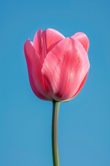 Vibrant Pink Tulip Against a Clear Blue Sky