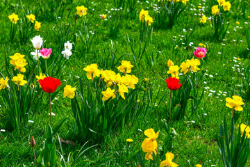 Narzissenfeld im Kurpark von Isny im Allgäu (Baden-Württemberg)