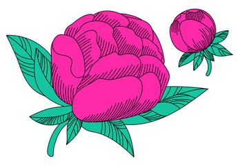 Pink peonies are flowers surrounded by leaves. Theme of flowering and love. Enviroment protection. Drawing in flat style. Vector illustration