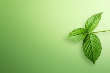 Fresh green leaf on a vibrant background