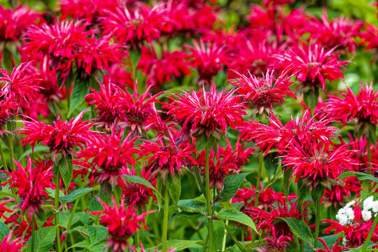 Monarda 'Red Velvet'. 'Red Velvet' has large cherry red flowers, is native to eastern North America