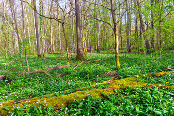 Bärlauch (Allium ursinum) in der Bulau bei Hanau/Hessen
