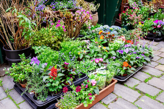 Colorful assortment of potted plants are displayed on a brick patio
