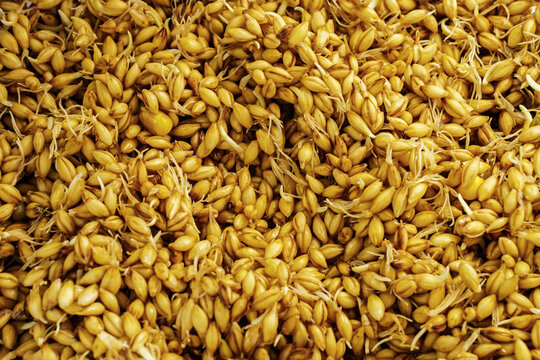 Sprouted barley background in close-up