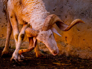 Eid ram, a ram of Algerian breed