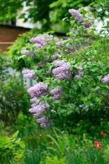 Violet lilac in spring garden