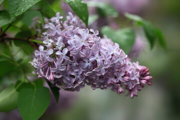 Violet lilac in spring garden