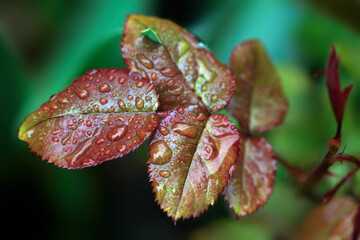 Drops of rain on spring plants