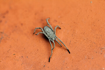 Harvestman, Weberknecht/Opiliones