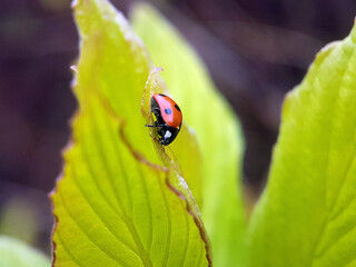 Ladybird on leaf