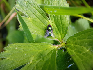 Fly on leaf