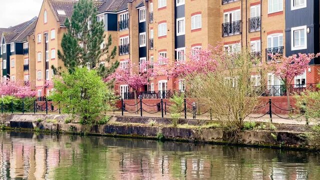 Beautiful pink blooming trees lining a residential area along the tranquil canal in Apsley, creating a picturesque spring scene in Hertfordshire countryside, England, United Kingdom. High quality 4k