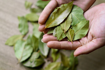 Holding bay leaves. Close up. 