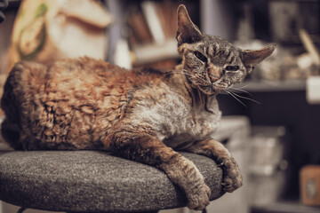 Beautiful tabby Devon Rex cat at home. 