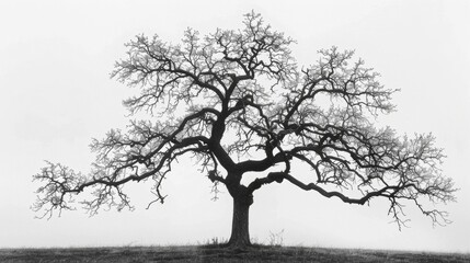 Majestic lone oak tree in monochrome