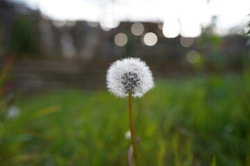 dandelion on the grass